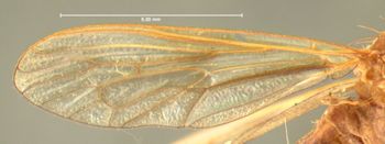 Media type: image;   Entomology 7583 Aspect: wing